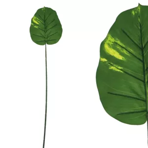 ΚΛΑΔΙ ΦΥΛΛΟ ΠΟΘΟΣ ΠΡΑΣΙΝΟ Υ60cm 48/288ΚΙΒΚΛΑΔΙ ΦΥΛΛΟ ΠΟΘΟΣ ΠΡΑΣΙΝΟ Υ60cm 48/288ΚΙΒ