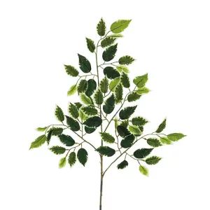ΚΛΑΔΙ ΔΙΧΡΩΜΟ ΜΠΕΝΖΑΜΙΝ Υ65cm 48/480ΚΙΒΚΛΑΔΙ ΔΙΧΡΩΜΟ ΜΠΕΝΖΑΜΙΝ Υ65cm 48/480ΚΙΒ