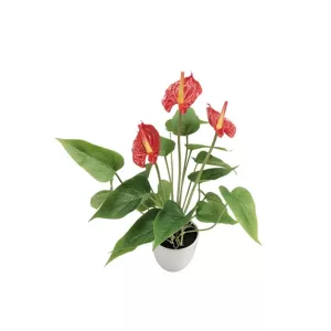ΦΥΤΟ ΜΙΝΙ ΑΝΘΟΥΡΙΟ KOKKINO REAL TOUCH x3 - Y43cm 6/48KIBΦΥΤΟ ΜΙΝΙ ΑΝΘΟΥΡΙΟ KOKKINO REAL TOUCH x3 - Y43cm 6/48KIB