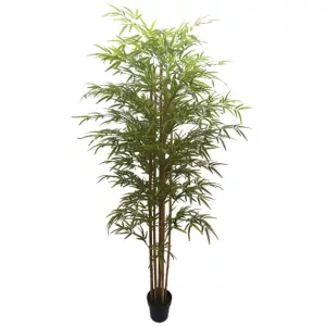 ΔΕΝΤΡΟ ΜΠΑΜΠΟΥ REAL TOUCH ΣΕ ΓΛΑΣΤΡΑ - Y220cm 2/KIBΔΕΝΤΡΟ ΜΠΑΜΠΟΥ REAL TOUCH ΣΕ ΓΛΑΣΤΡΑ - Y220cm 2/KIB