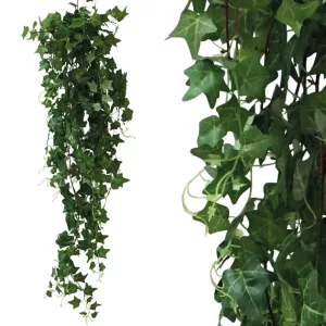 ΡΙΖΑ ΚΡΕΜΑΣΤΗ ΚΙΣΣΟΣ ΜΕΓΑΛΟΣ ΠΡΑΣΙΝΟΣ Υ130cm 12/72KIBΡΙΖΑ ΚΡΕΜΑΣΤΗ ΚΙΣΣΟΣ ΜΕΓΑΛΟΣ ΠΡΑΣΙΝΟΣ Υ130cm 12/72KIB