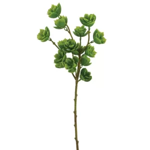 ΚΛΑΔΙ ΠΡΑΣΙΝΟ ΠΑΧΥΦΥΤΟ Y53cm 60/240KIBΚΛΑΔΙ ΠΡΑΣΙΝΟ ΠΑΧΥΦΥΤΟ Y53cm 60/240KIB