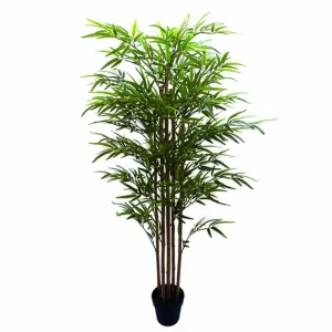 ΔΕΝΤΡΟ ΜΠΑΜΠΟΥ REAL TOUCH ΣΕ ΓΛΑΣΤΡΑ Y155cm 1/2ΚΙΒΔΕΝΤΡΟ ΜΠΑΜΠΟΥ REAL TOUCH ΣΕ ΓΛΑΣΤΡΑ Y155cm 1/2ΚΙΒ