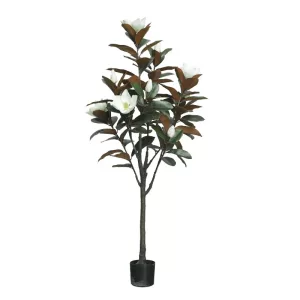 ΔΕΝΤΡΟ ΛΕΥΚΟ ΜΑΝΩΛΙΑ ΣΕ ΓΛΑΣΤΡΑ Υ155cm 2/ΚΙΒΔΕΝΤΡΟ ΛΕΥΚΟ ΜΑΝΩΛΙΑ ΣΕ ΓΛΑΣΤΡΑ Υ155cm 2/ΚΙΒ