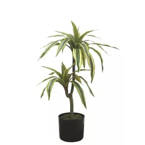ΔΕΝΤΡΟ ΔΡΑΚΑΙΝΑ ΠΡΑΣΙΝΟ ΔΙΧΡΩΜΟ REAL TOUCH - Υ63cm 6/KΙΒΔΕΝΤΡΟ ΔΡΑΚΑΙΝΑ ΠΡΑΣΙΝΟ ΔΙΧΡΩΜΟ REAL TOUCH - Υ63cm 6/KΙΒ