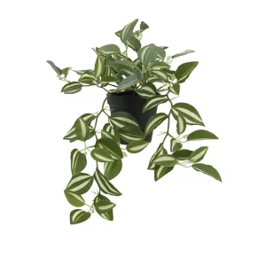 ΦΥΤΟ ΤΗΛΕΓΡΑΦΟΣ ΖΕΜΠΡΙΝΑ ΔΙΧΡΩΜΟ REAL TOUCH - Υ42cm 1/12KΙΒΦΥΤΟ ΤΗΛΕΓΡΑΦΟΣ ΖΕΜΠΡΙΝΑ ΔΙΧΡΩΜΟ REAL TOUCH - Υ42cm 1/12KΙΒ