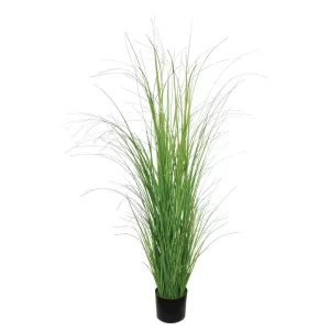ΘΑΜΝΟΣ ΓΚΡΑΣΣ ΚΡΕΜΜΥΔΙΟΥ ΣΕ ΓΛΑΣΤΡΑ - Υ152cm 2/KΙΒΘΑΜΝΟΣ ΓΚΡΑΣΣ ΚΡΕΜΜΥΔΙΟΥ ΣΕ ΓΛΑΣΤΡΑ - Υ152cm 2/KΙΒ