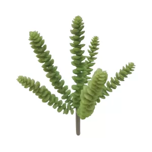 ΡΙΖΑ ΠΑΧΥΦΥΤΟ ΣΕΔΟ ΠΡΑΣΙΝΟ - Υ24cm 24/240ΚΙΒΡΙΖΑ ΠΑΧΥΦΥΤΟ ΣΕΔΟ ΠΡΑΣΙΝΟ - Υ24cm 24/240ΚΙΒ