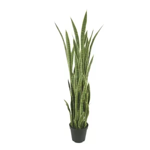 ΔΕΝΤΡΟ ΣΑΝΣEΒIΕΡΙΑ ΠΡΑΣΙΝΟ ΣΕ ΚΑΣΠΩ - Υ155cm 1/2ΚΙΒΔΕΝΤΡΟ ΣΑΝΣEΒIΕΡΙΑ ΠΡΑΣΙΝΟ ΣΕ ΚΑΣΠΩ - Υ155cm 1/2ΚΙΒ