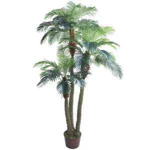 ΔΕΝΤΡΟ ΦΟΙΝΙΚΑΣ ΑΡΕΚΑ X3 REAL TOUCH ΣΕ ΚΑΣΠΩ -  Υ300cm 1/1ΚΙΒΔΕΝΤΡΟ ΦΟΙΝΙΚΑΣ ΑΡΕΚΑ X3 REAL TOUCH ΣΕ ΚΑΣΠΩ -  Υ300cm 1/1ΚΙΒ