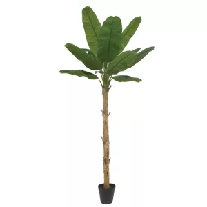 ΔΕΝΤΡΟ ΜΠΑΝΑΝΙΑ REAL TOUCH ΣΕ ΚΑΣΠΩ - Υ300cm 1/2ΚΙΒΔΕΝΤΡΟ ΜΠΑΝΑΝΙΑ REAL TOUCH ΣΕ ΚΑΣΠΩ - Υ300cm 1/2ΚΙΒ