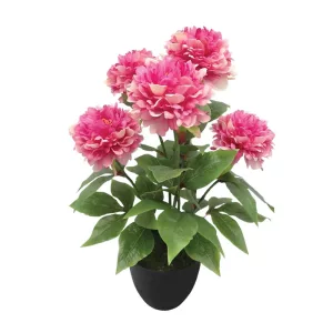 ΦΥΤΟ ΠΑΙΩΝΙΑ X5 ΦΟΥΞ ΣΕ ΚΑΣΠΩ - Υ48cm 4/24ΚΙΒΦΥΤΟ ΠΑΙΩΝΙΑ X5 ΦΟΥΞ ΣΕ ΚΑΣΠΩ - Υ48cm 4/24ΚΙΒ