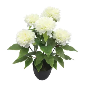 ΦΥΤΟ ΠΑΙΩΝΙΑ X5 ΕΚΡΟΥ ΣΕ ΚΑΣΠΩ - Υ48cm 4/24ΚΙΒΦΥΤΟ ΠΑΙΩΝΙΑ X5 ΕΚΡΟΥ ΣΕ ΚΑΣΠΩ - Υ48cm 4/24ΚΙΒ