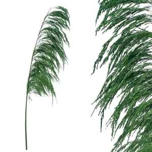 ΚΛΑΔΙ ΠΡΑΣΙΝΟ ΠΑΜΠΑΣ ΑΠΟΞΗΡΑΜΕΝΟ 1TMX Υ145~150cm,70~88cm ΤΟ ΑΝΘΟΣ-250/ΚΙΒΚΛΑΔΙ ΠΡΑΣΙΝΟ ΠΑΜΠΑΣ ΑΠΟΞΗΡΑΜΕΝΟ 1TMX Υ145~150cm,70~88cm ΤΟ ΑΝΘΟΣ-250/ΚΙΒ