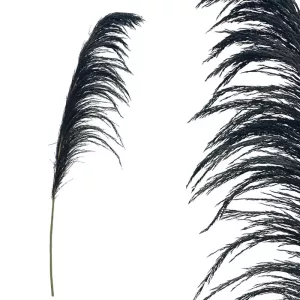 ΚΛΑΔΙ ΜΑΥΡΟ ΠΑΜΠΑΣ ΑΠΟΞΗΡΑΜΕΝΟ 1TMX Υ145~150cm,70~88cm ΤΟ ΑΝΘΟΣ-250/ΚΙΒΚΛΑΔΙ ΜΑΥΡΟ ΠΑΜΠΑΣ ΑΠΟΞΗΡΑΜΕΝΟ 1TMX Υ145~150cm,70~88cm ΤΟ ΑΝΘΟΣ-250/ΚΙΒ