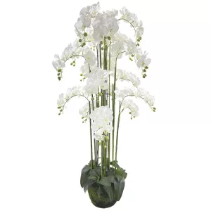 ΦΥΤΟ ΟΡΧΙΔΕΑ ΛΕΥΚΟ ΑΝΘΗ REAL TOUCH - Υ168cm 1/ΚΙΒΦΥΤΟ ΟΡΧΙΔΕΑ ΛΕΥΚΟ ΑΝΘΗ REAL TOUCH - Υ168cm 1/ΚΙΒ