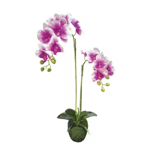 ΦΥΤΟ ΟΡΧΙΔΕΑ ΔΙΧΡΩΜΗ ΜΩΒ/ΛΕΥΚΑ ΑΝΘΗ REAL TOUCH - Υ68cm 4/24ΚΙΒΦΥΤΟ ΟΡΧΙΔΕΑ ΔΙΧΡΩΜΗ ΜΩΒ/ΛΕΥΚΑ ΑΝΘΗ REAL TOUCH - Υ68cm 4/24ΚΙΒ