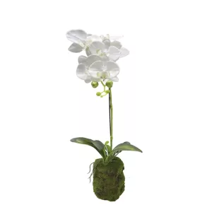 ΦΥΤΟ ΟΡΧΙΔΕΑ ΛΕΥΚΑ ΑΝΘΗ REAL TOUCH - Υ59cm 4/24ΚΙΒΦΥΤΟ ΟΡΧΙΔΕΑ ΛΕΥΚΑ ΑΝΘΗ REAL TOUCH - Υ59cm 4/24ΚΙΒ