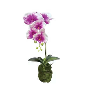 ΦΥΤΟ ΟΡΧΙΔΕΑ ΔΙΧΡΩΜΟ ΜΩΒ/ΛΕΥΚΑ ΑΝΘΗ REAL TOUCH - Υ59cm 4/24ΚΙΒΦΥΤΟ ΟΡΧΙΔΕΑ ΔΙΧΡΩΜΟ ΜΩΒ/ΛΕΥΚΑ ΑΝΘΗ REAL TOUCH - Υ59cm 4/24ΚΙΒ