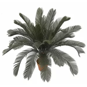 ΔΕΝΤΡΟ ΚΥΚΑΣ ΣΕ ΓΛΑΣΤΡΑ - Y110cm 4/KIBΔΕΝΤΡΟ ΚΥΚΑΣ ΣΕ ΓΛΑΣΤΡΑ - Y110cm 4/KIB